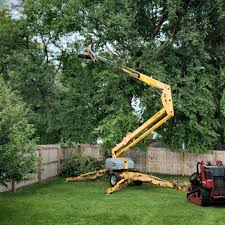 How Our Tree Care Process Works  in  Campbellsport, WI