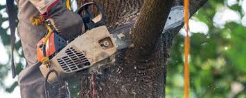 Best Tree Preservation Services  in Campbellsport, WI