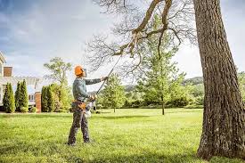 Best Tree Cabling and Bracing  in Campbellsport, WI