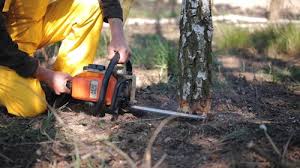 Best Palm Tree Trimming  in Campbellsport, WI