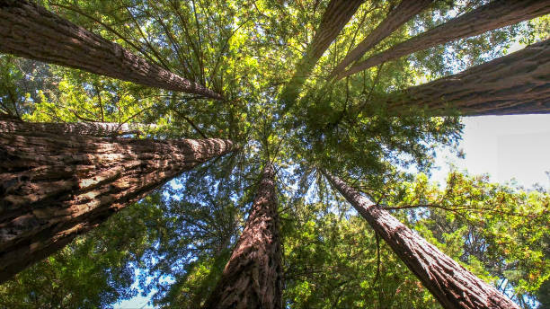 Best Tree Maintenance Programs  in Campbellsport, WI