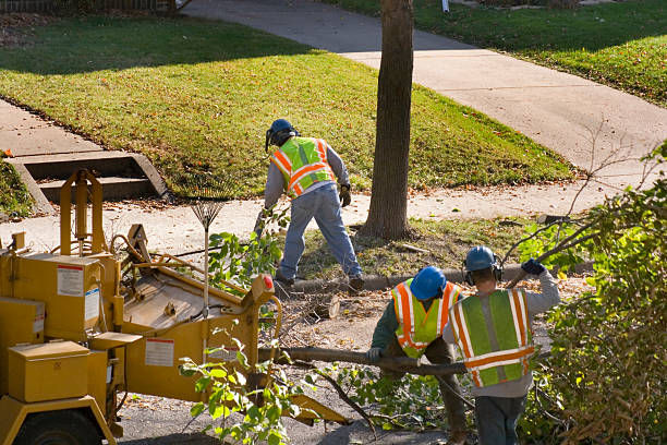 Best Stump Grinding and Removal  in Campbellsport, WI