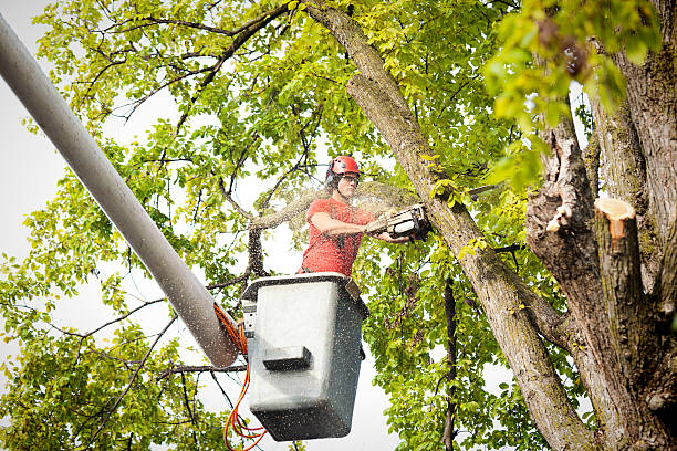 Professional Tree Services in Campbellsport, WI